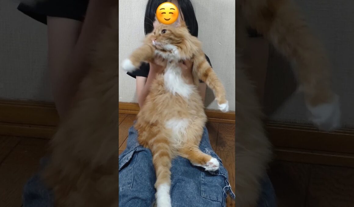 最終手段#cat#メインクーン#SISTAR