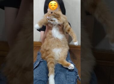 最終手段#cat#メインクーン#SISTAR