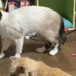 ケージの前で寝そべるシャム猫のパンダ。移動して、ミヌエットのクリームを通過