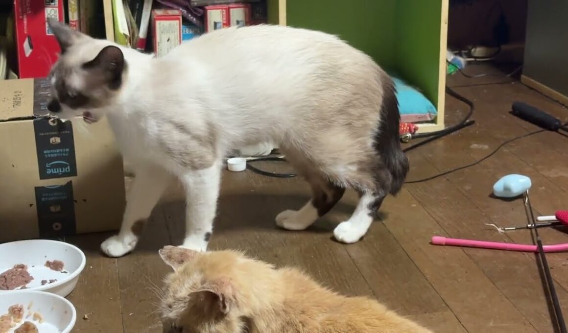 ケージの前で寝そべるシャム猫のパンダ。移動して、ミヌエットのクリームを通過