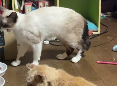 ケージの前で寝そべるシャム猫のパンダ。移動して、ミヌエットのクリームを通過