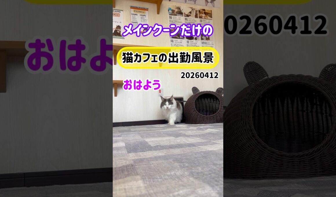 20260412 メインクーンだけの【猫カフェの出勤風景】#cat #cooncat #mainecat #もふもふ