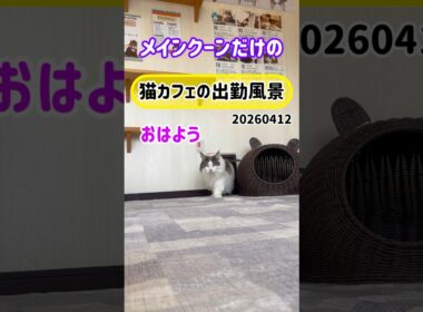 20260412 メインクーンだけの【猫カフェの出勤風景】#cat #cooncat #mainecat #もふもふ