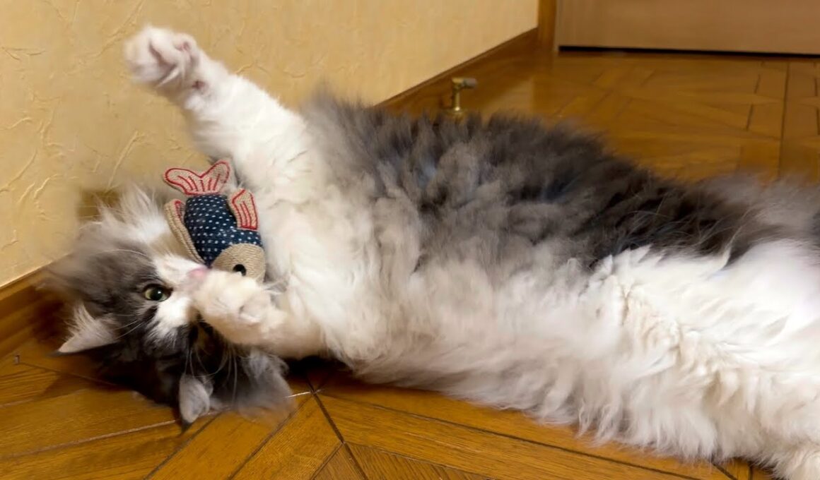 【癒し】バブバブお魚さんと遊ぶノルウェージャンフォレストキャットがカワイイ💖