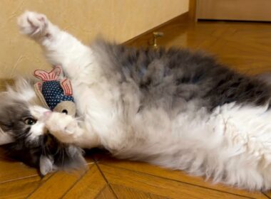 【癒し】バブバブお魚さんと遊ぶノルウェージャンフォレストキャットがカワイイ💖