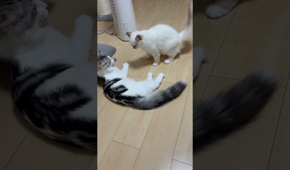 小さいのに立ち向かう猫#子ネコ #猫のいる暮らし #ノルウェージャンフォレストキャット #バーマン #shorts #cat #kitten #cuteanimals