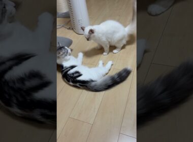 小さいのに立ち向かう猫#子ネコ #猫のいる暮らし #ノルウェージャンフォレストキャット #バーマン #shorts #cat #kitten #cuteanimals