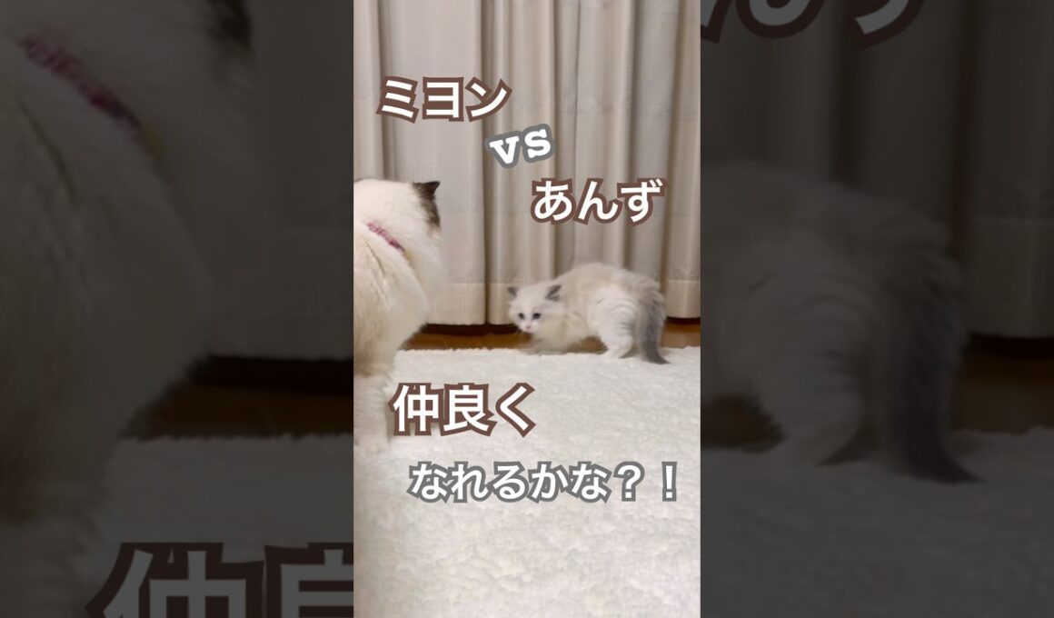 ミヨンvsあんずのバトル？！😳二人は仲良くなれるのか？！🥹#ラグドール #猫好きさんと繋がりたい #猫のいる暮らし #ねこ動画