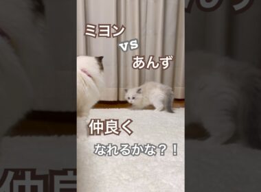 ミヨンvsあんずのバトル？！😳二人は仲良くなれるのか？！🥹#ラグドール #猫好きさんと繋がりたい #猫のいる暮らし #ねこ動画