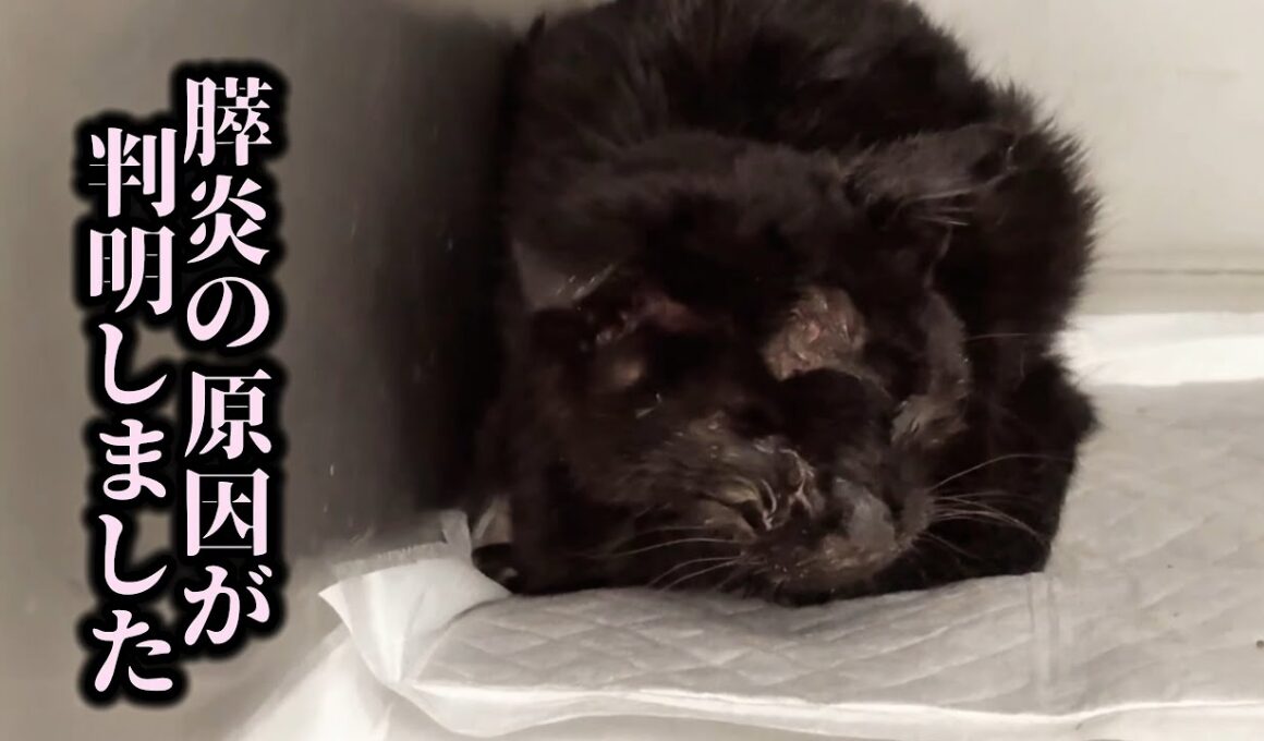 保護した子猫のお尻から出てきた物に驚愕しました