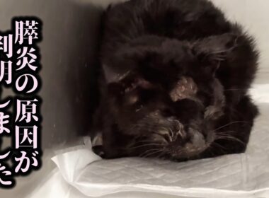 保護した子猫のお尻から出てきた物に驚愕しました