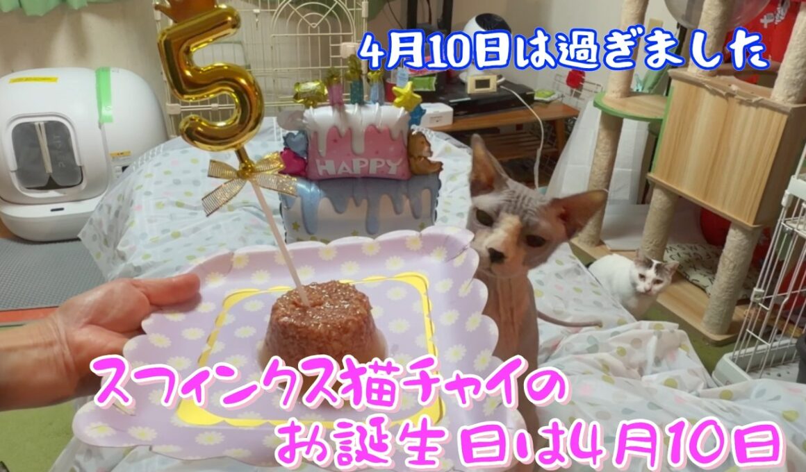 スフィンクス猫チャイは4月10日生まれです