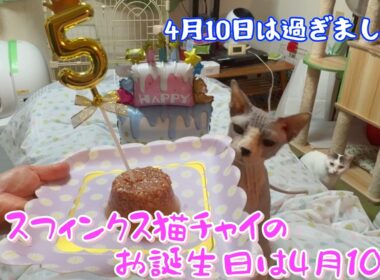 スフィンクス猫チャイは4月10日生まれです
