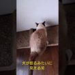 シャム猫さんの朝🐔#猫 #ねこ #シャム猫 #cat #Shorts