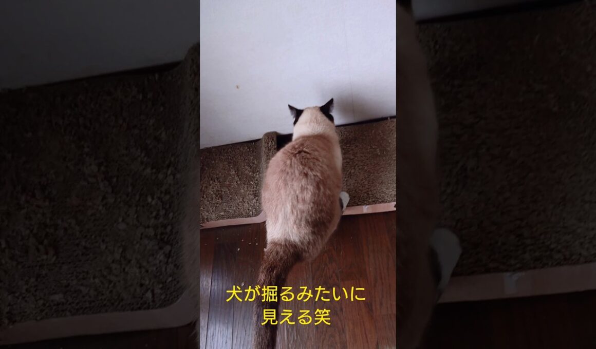 シャム猫さんの朝🐔#猫 #ねこ #シャム猫 #cat #Shorts