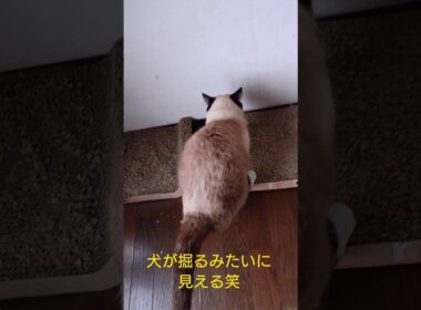 シャム猫さんの朝🐔#猫 #ねこ #シャム猫 #cat #Shorts