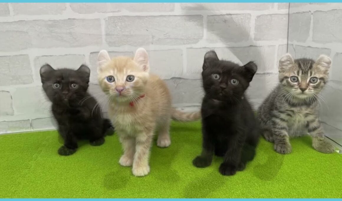 ペットショップcoo&riku No.00748504 アメリカンカール