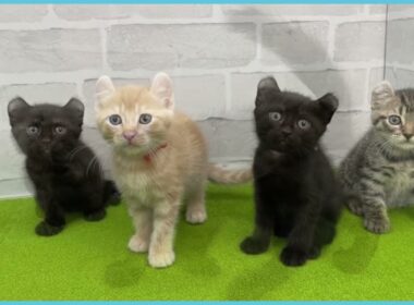 ペットショップcoo&riku No.00748504 アメリカンカール