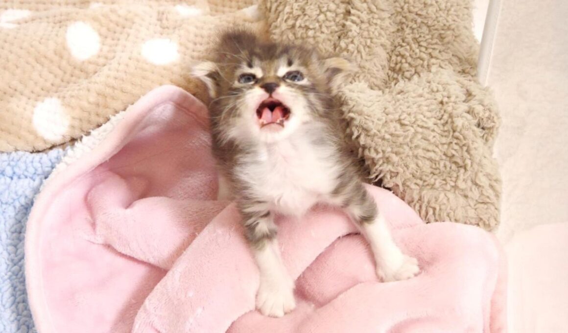 目覚めの赤ちゃん子猫がニャーニャー子猫に変身？【赤ちゃん猫　保護猫】