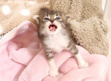 目覚めの赤ちゃん子猫がニャーニャー子猫に変身？【赤ちゃん猫　保護猫】