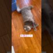 腹減った #ねこ動画 #アメリカンカール