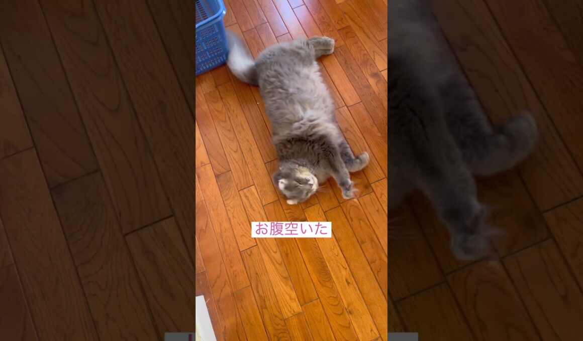 腹減った #ねこ動画 #アメリカンカール
