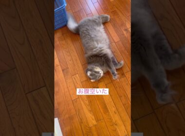 腹減った #ねこ動画 #アメリカンカール