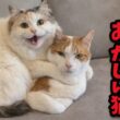 【迷惑系】完全に距離感がバグってる猫