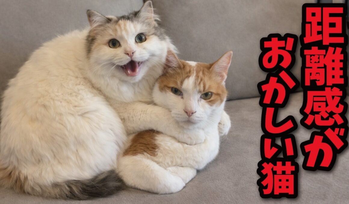 【迷惑系】完全に距離感がバグってる猫