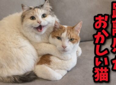 【迷惑系】完全に距離感がバグってる猫