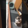 1部屋使って子育てしてる猫さん親子#ノルウェージャンフォレストキャット #norwegianforestcat