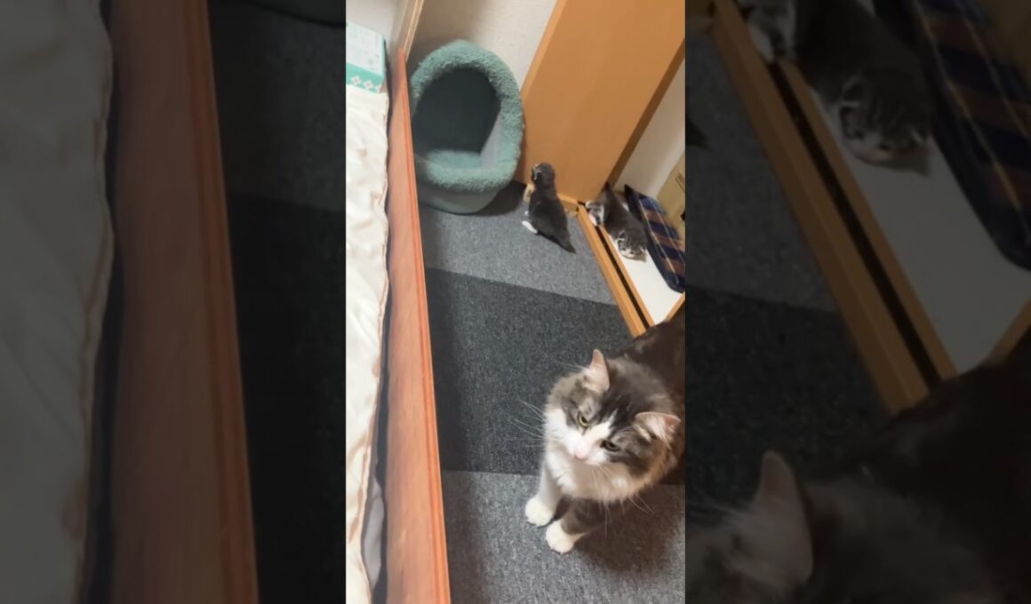 1部屋使って子育てしてる猫さん親子#ノルウェージャンフォレストキャット #norwegianforestcat