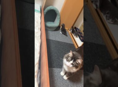 1部屋使って子育てしてる猫さん親子#ノルウェージャンフォレストキャット #norwegianforestcat