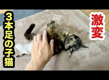 シャワーを終えた子猫が激変しました