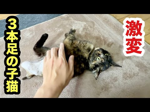 シャワーを終えた子猫が激変しました