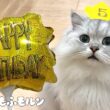 もふもふ猫の5歳の誕生日！ 【サイベリアン】