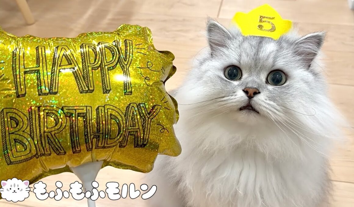 もふもふ猫の5歳の誕生日！ 【サイベリアン】