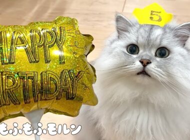 もふもふ猫の5歳の誕生日！ 【サイベリアン】