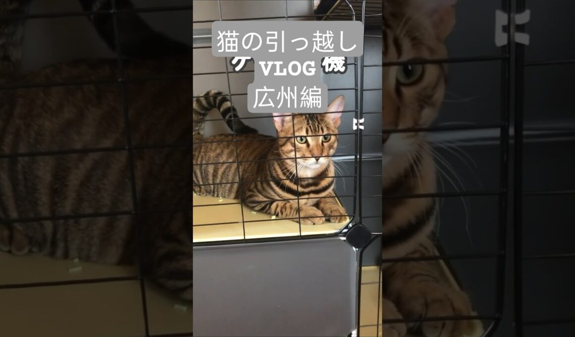 引っ越しで真逆の反応する猫🐈｜トイガー&ラグドール　#トイガー #ラグドール #catshorts　#猫のいる暮らし #catfunny