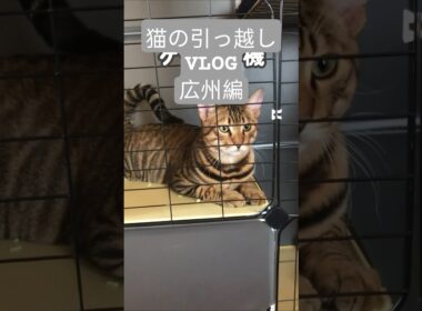 引っ越しで真逆の反応する猫🐈｜トイガー&ラグドール　#トイガー #ラグドール #catshorts　#猫のいる暮らし #catfunny