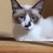 DIYキャットタワーの木の縁から、シャム猫のパンダくん