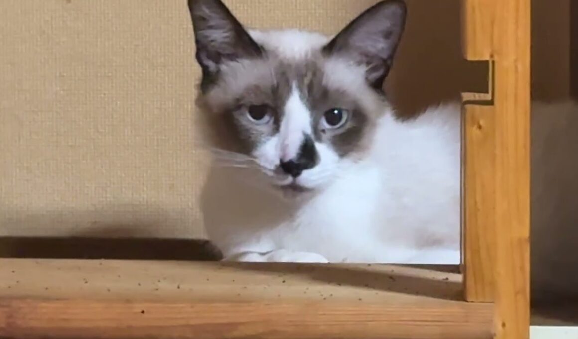 DIYキャットタワーの木の縁から、シャム猫のパンダくん