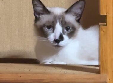 DIYキャットタワーの木の縁から、シャム猫のパンダくん