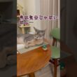 アビシニアンとは その70 物を落とすのが大好きな猫 #shorts #猫 #アビシニアン