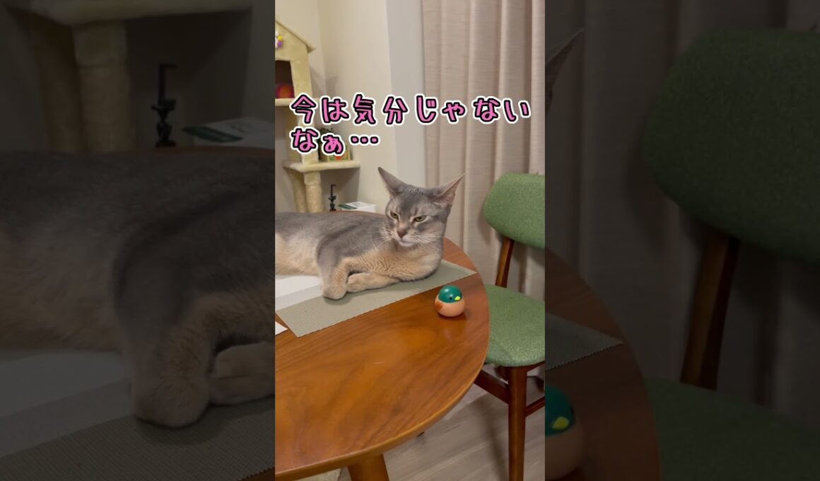 アビシニアンとは その70 物を落とすのが大好きな猫 #shorts #猫 #アビシニアン
