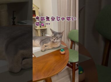 アビシニアンとは その70 物を落とすのが大好きな猫 #shorts #猫 #アビシニアン