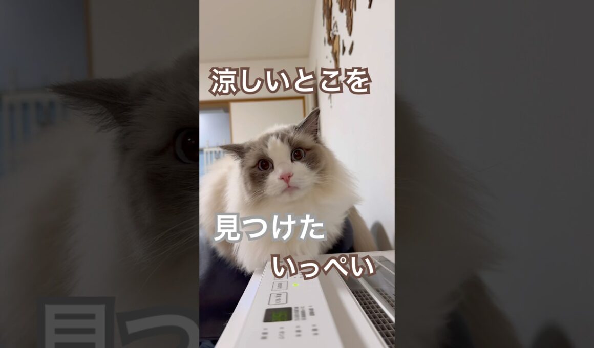 最近暑いけど、涼しい所見つけたよ〜❄️#ラグドール #猫好きさんと繋がりたい #猫のいる暮らし #ねこ動画