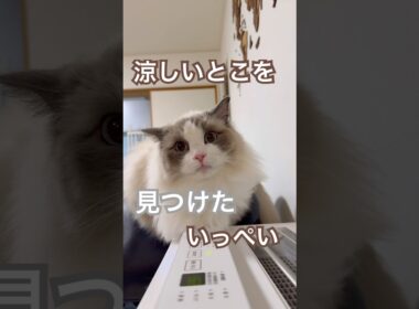 最近暑いけど、涼しい所見つけたよ〜❄️#ラグドール #猫好きさんと繋がりたい #猫のいる暮らし #ねこ動画