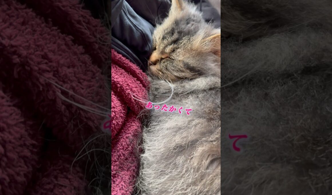 洗濯物に先客いました #cat #猫のいる暮らし #猫 #スクーカム #猫好きさんと繋がりたい #shorts