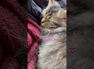 洗濯物に先客いました #cat #猫のいる暮らし #猫 #スクーカム #猫好きさんと繋がりたい #shorts